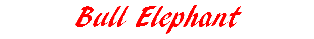 Bull Elephant